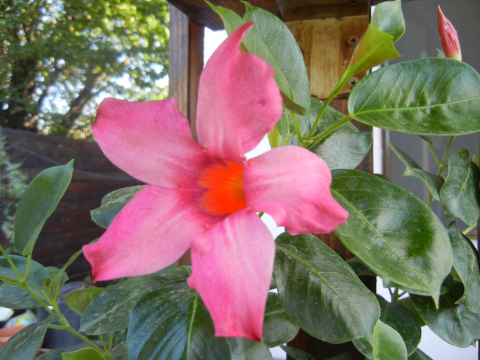 Mandevilla Summer Bell Red (`12, Sep.01)