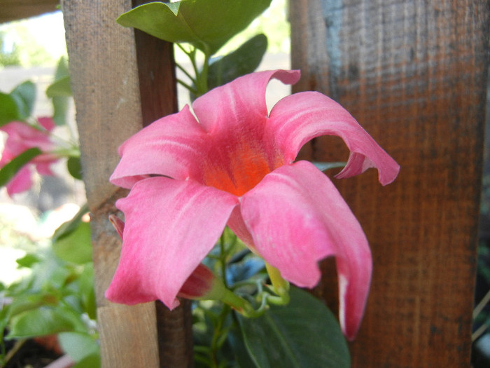 Mandevilla Summer Bell Red (`12, Sep.01) - Mandevilla Summer Bell Red