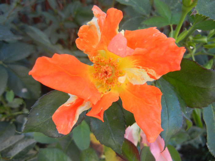 Rose Monica (2012, September 01)