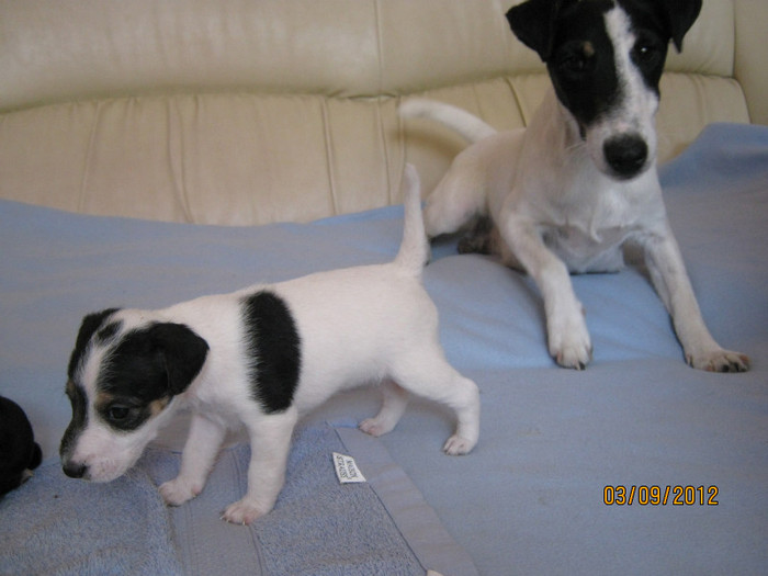 IMG_1763 - A B Agentii de Paza SANDRA Foxterrier Catea cu par Neted GlatFox