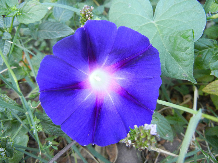 Morning Glory_Ipomoea (2012, Sep.02)