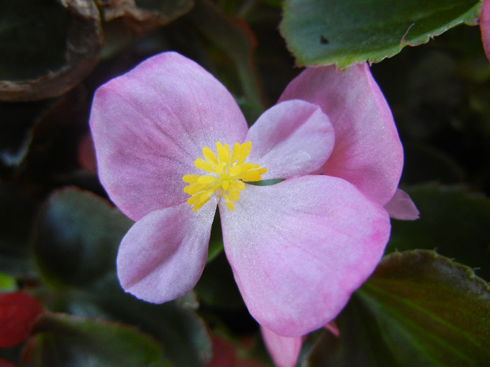 Begonia semperflorens (2012, Sep.01)