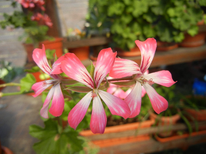 Ivy geranium Bicolor (2012, Sep.01)