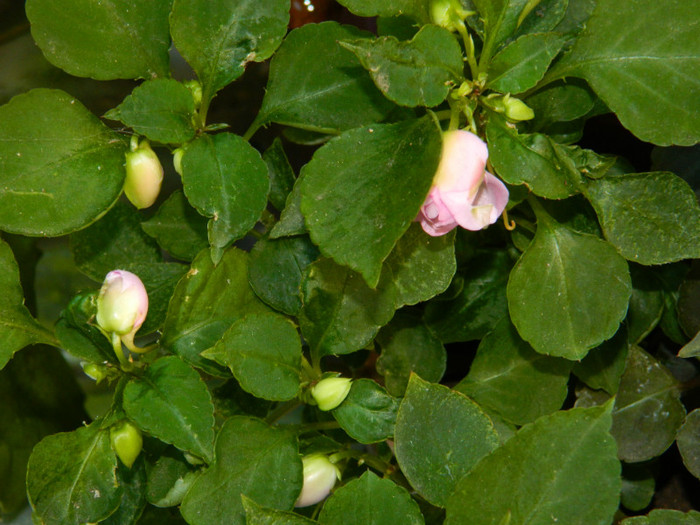 DSCN9468
