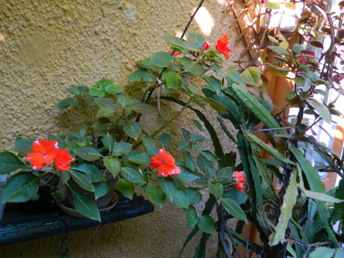 DSCN9471