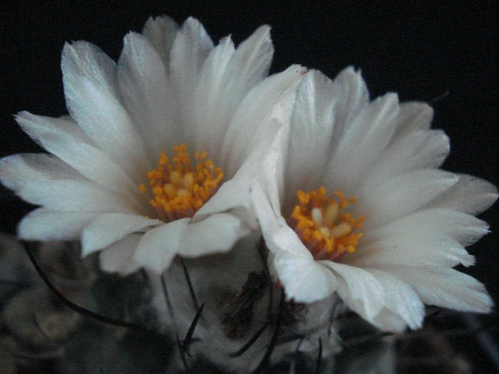 DSC08001
