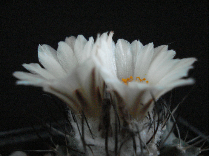 DSC08000