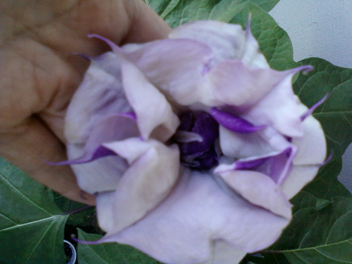 datura mov-multumesc hapy ! - brugmansia si datura