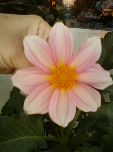 dalia alba s-a facut roz...