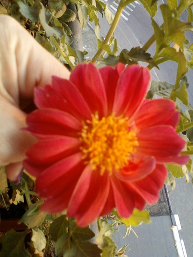 3 septembrie 2012-flori 016