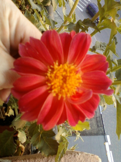 dalie pitica rosie