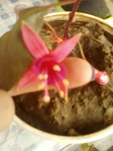 fuchsia rosu cu ciclam