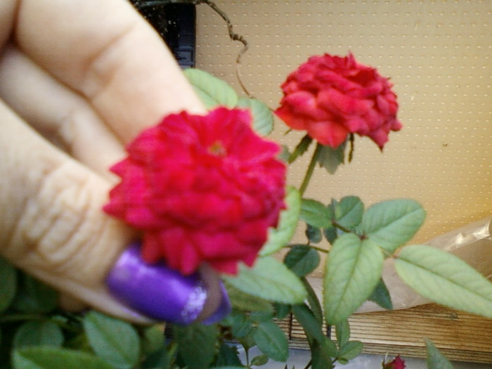 3 septembrie 2012-flori 004 - mini rosa