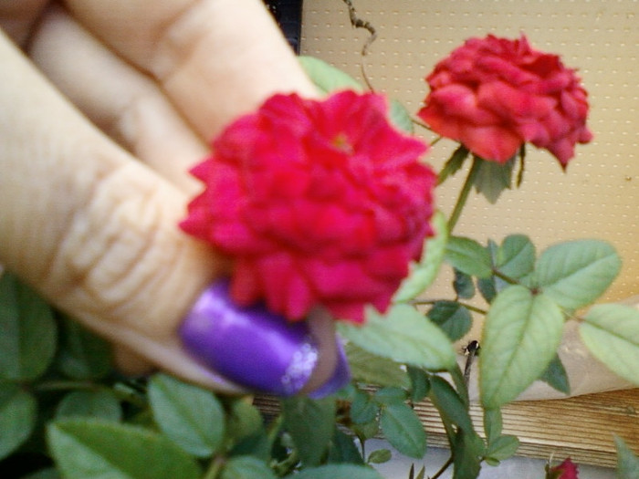 3 septembrie 2012-flori 011 - mini rosa