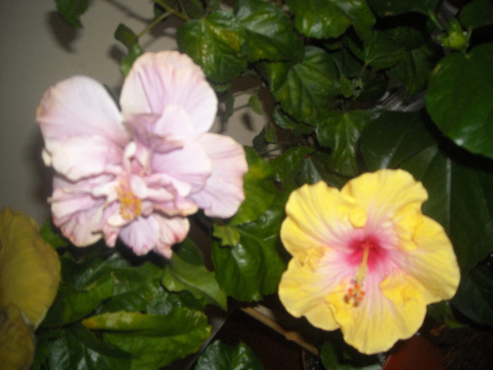hibiscus Thunder+ Yelow Holiday?