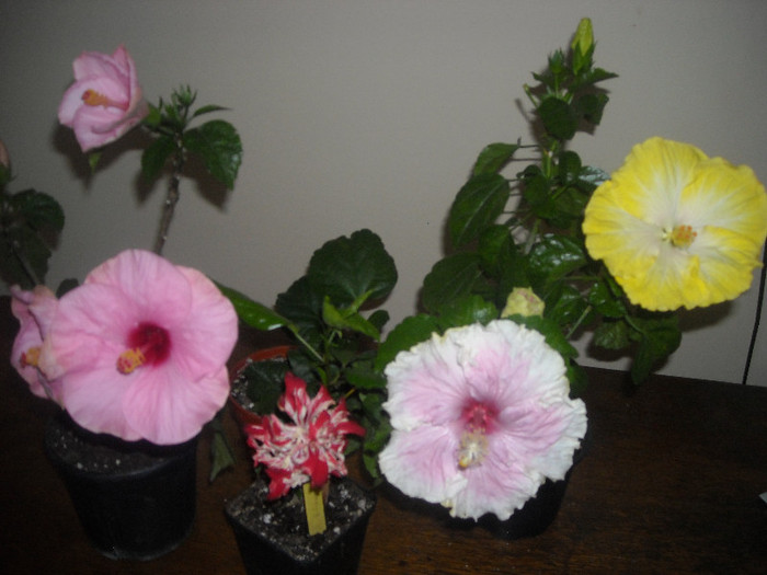 Hibiscus grup