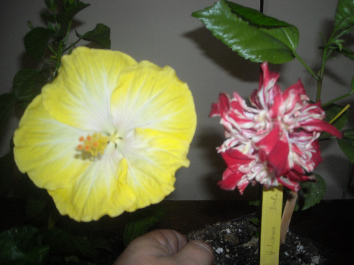 Hibiscus Emily   Baptistii