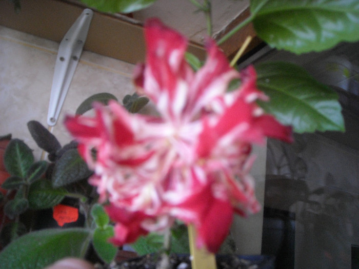 Hibiscus Baptistii