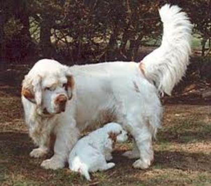 Clumber spaniel - Rase De Caini