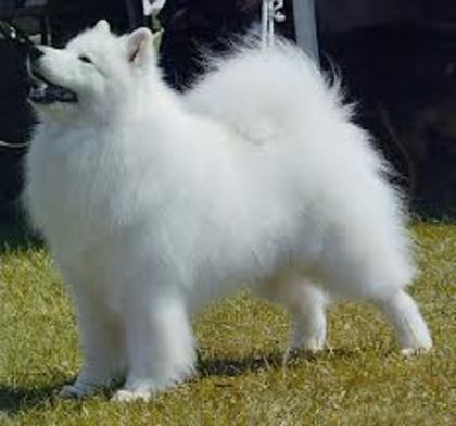 Samoyed - Rase De Caini