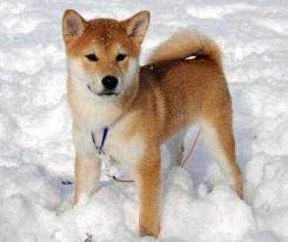 Shiba Inu - Rase De Caini