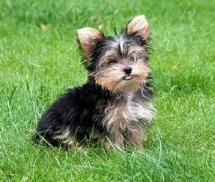 Yorkshire Terrier - Rase De Caini