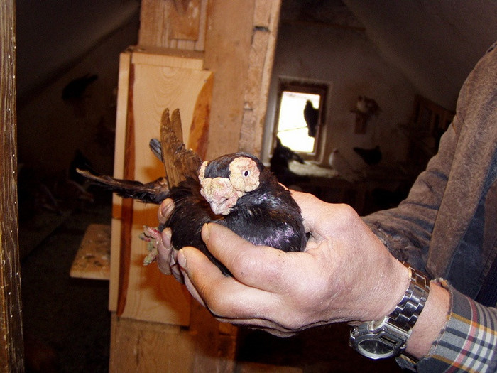 20b83d40ed_70553632_o2