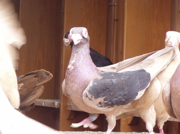 40b66b45ac_70554085_o2