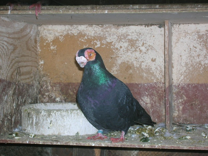 94d60ce7f6_70330822_o2