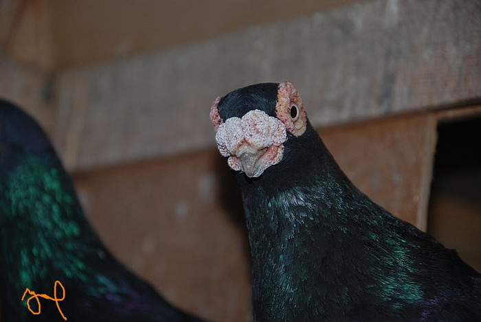 462a0f45d3_73233222_o2