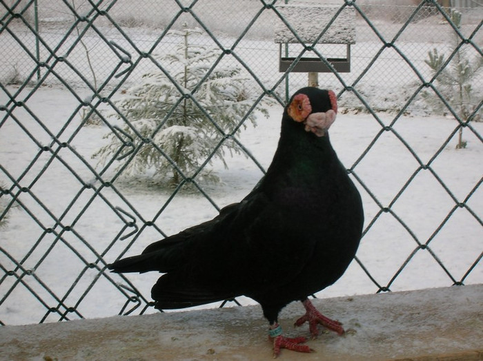 702f311ced_70330782_o2