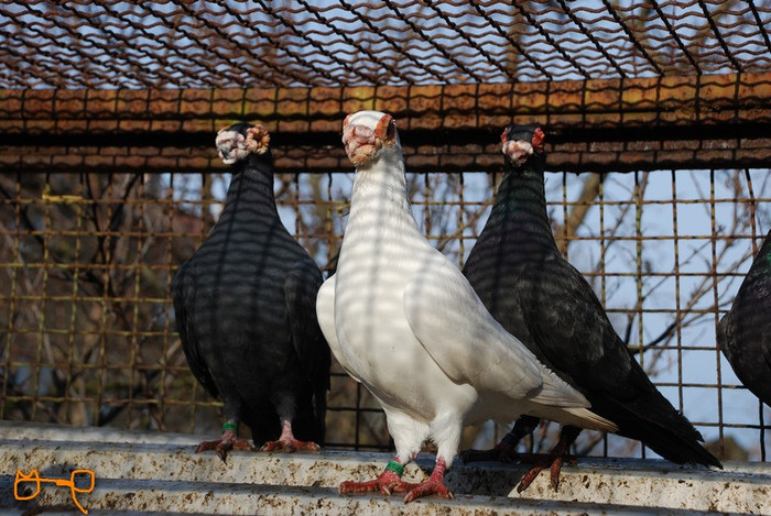 7642e01cbd_72824954_o2