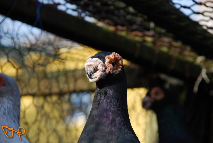 755435199e_72825459_o2