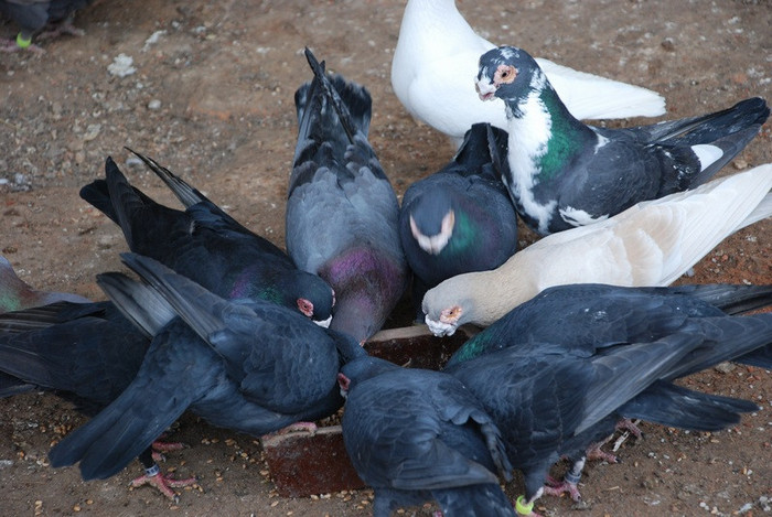 6358237517_70743666_o2