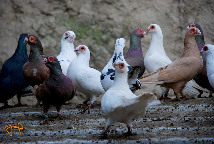 a4ed52c201_73230655_o2