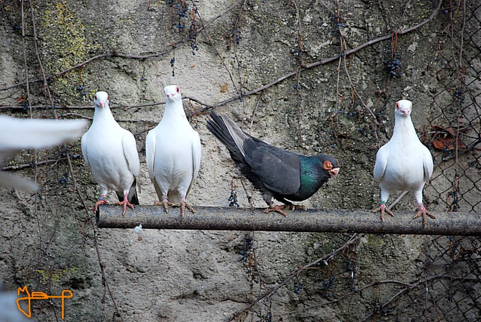 a6cfd6f627_73230856_o2