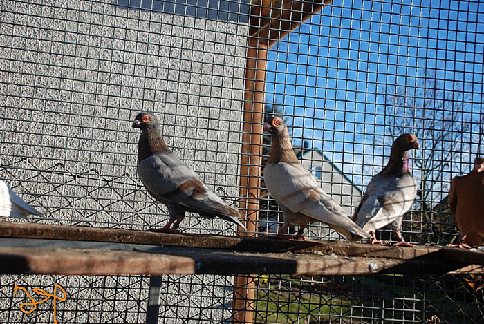 ea351d4c7e_73457999_o2