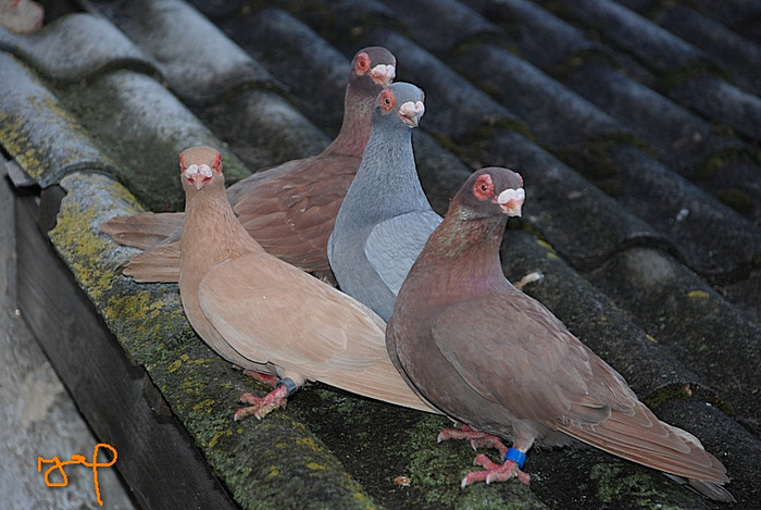 eaf6f7de41_75608923_o2