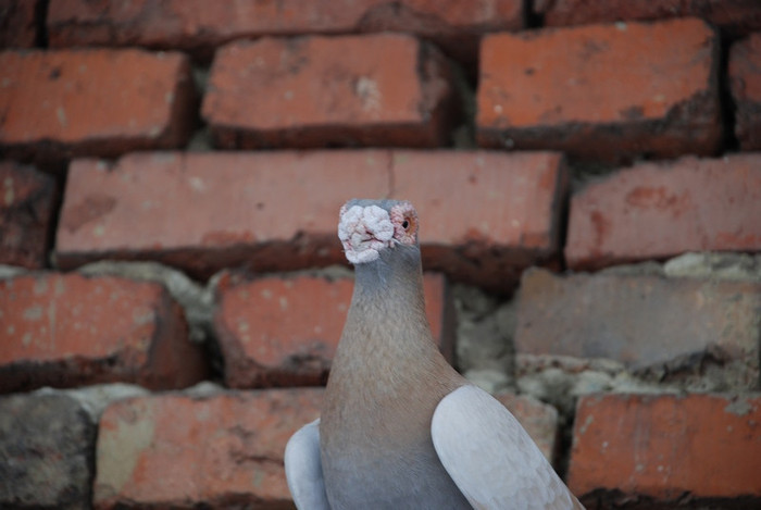 f4d936bd6c_70743484_o2