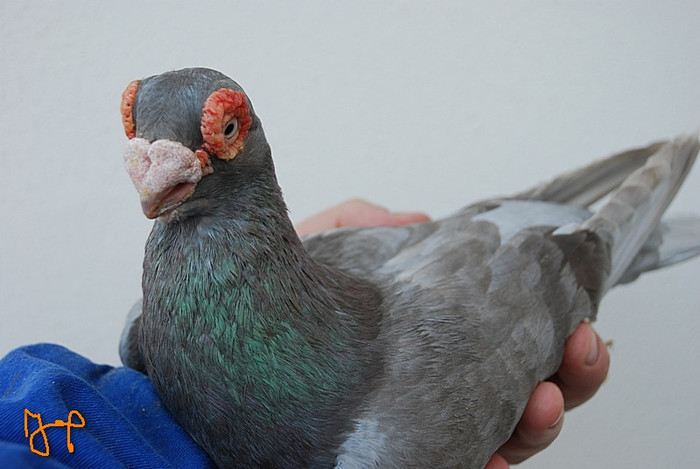 f42cdf00b8_73399746_o2