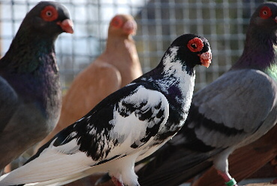 fb134edf81_70553182_o2