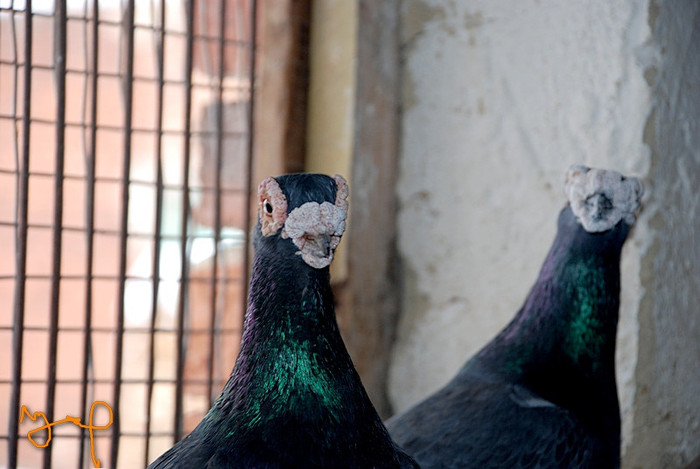 fbec66d38a_73233298_o2