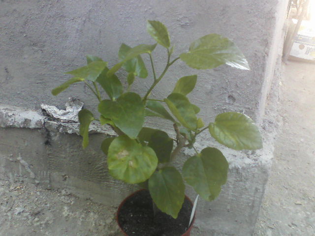 after glow - hibiscus