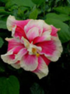 asa infloreste - hibiscus