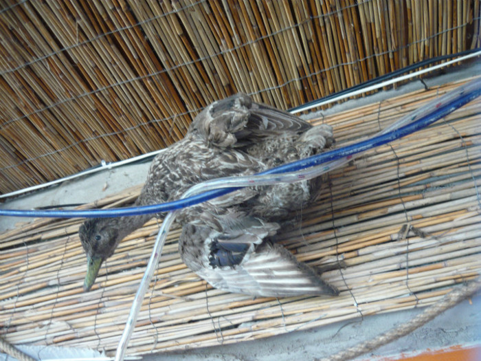rata schingiuita