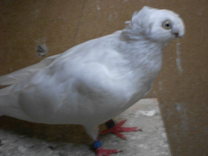 DSCN0217 - Pui 2012