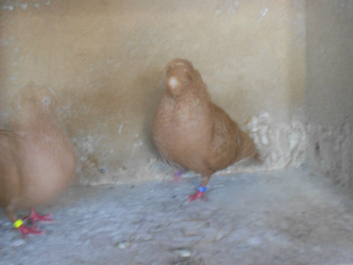 DSCN0224 - Pui 2012