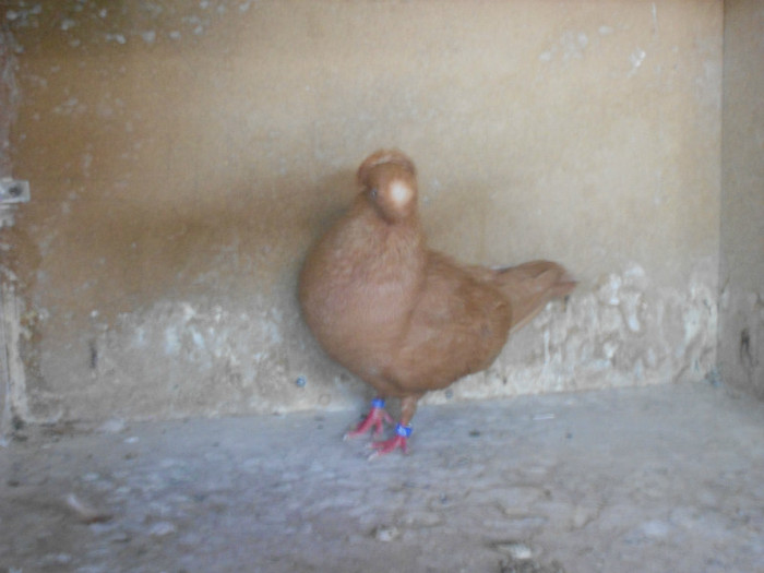 DSCN0230 - Pui 2012
