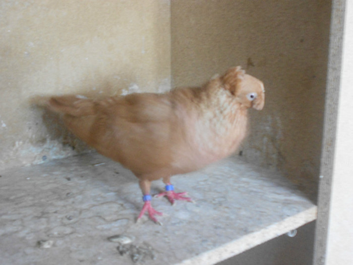 DSCN0234 - Pui 2012