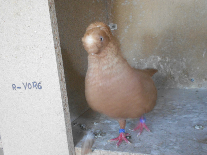 DSCN0237 - Pui 2012